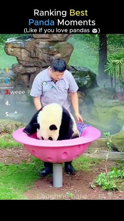 Ranking Best Panda Moments #shorts-1