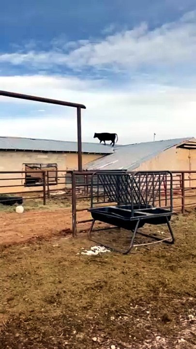 Cow on roof