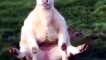 Dancing cow