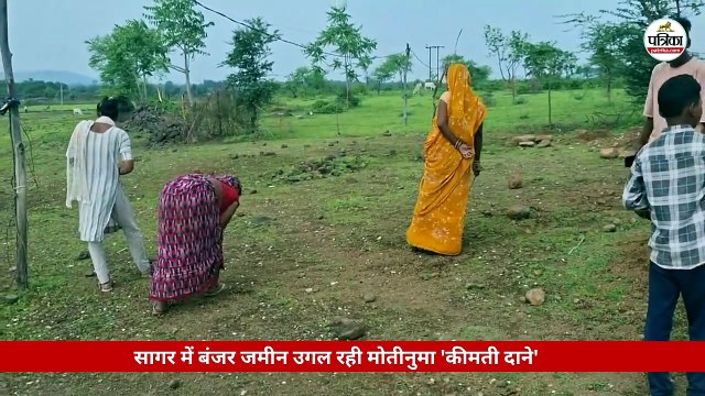 सागर में बंजर जमीन में मोतीनुमा 'कीमती दाने' मिलने का दावा, ढूंढने उमड़ रही भीड़