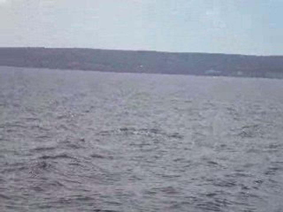 Golfe du Saint Laurent rorqual commun