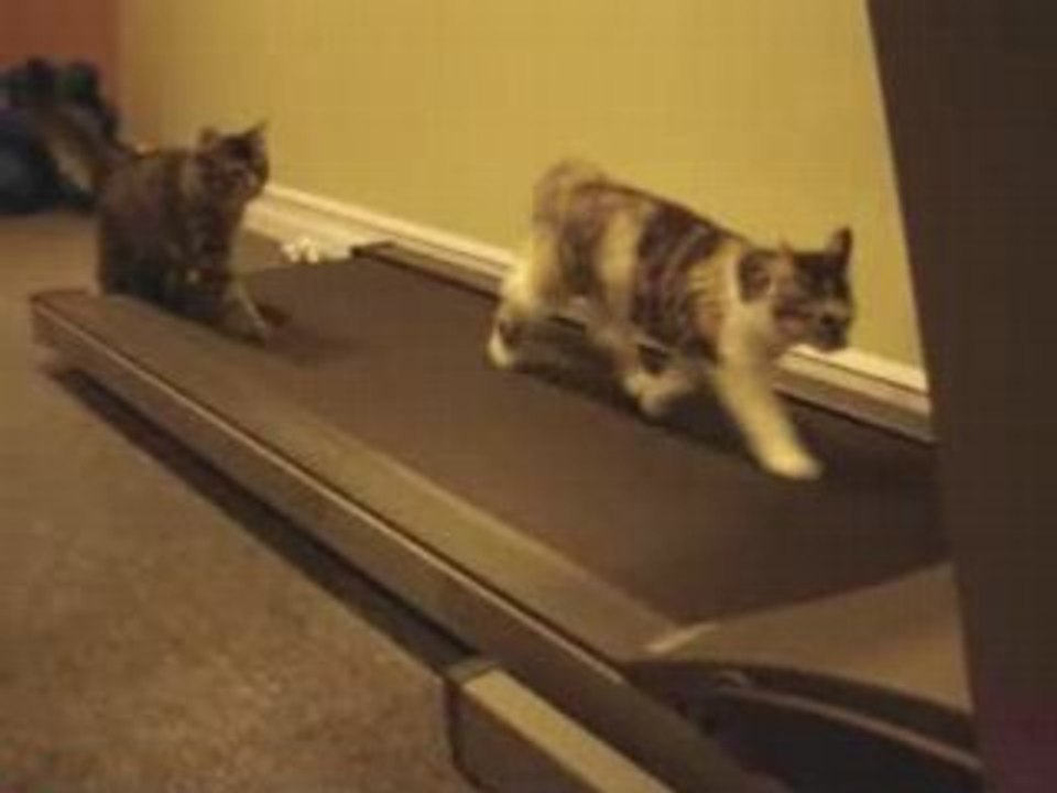 Treadmillkitten