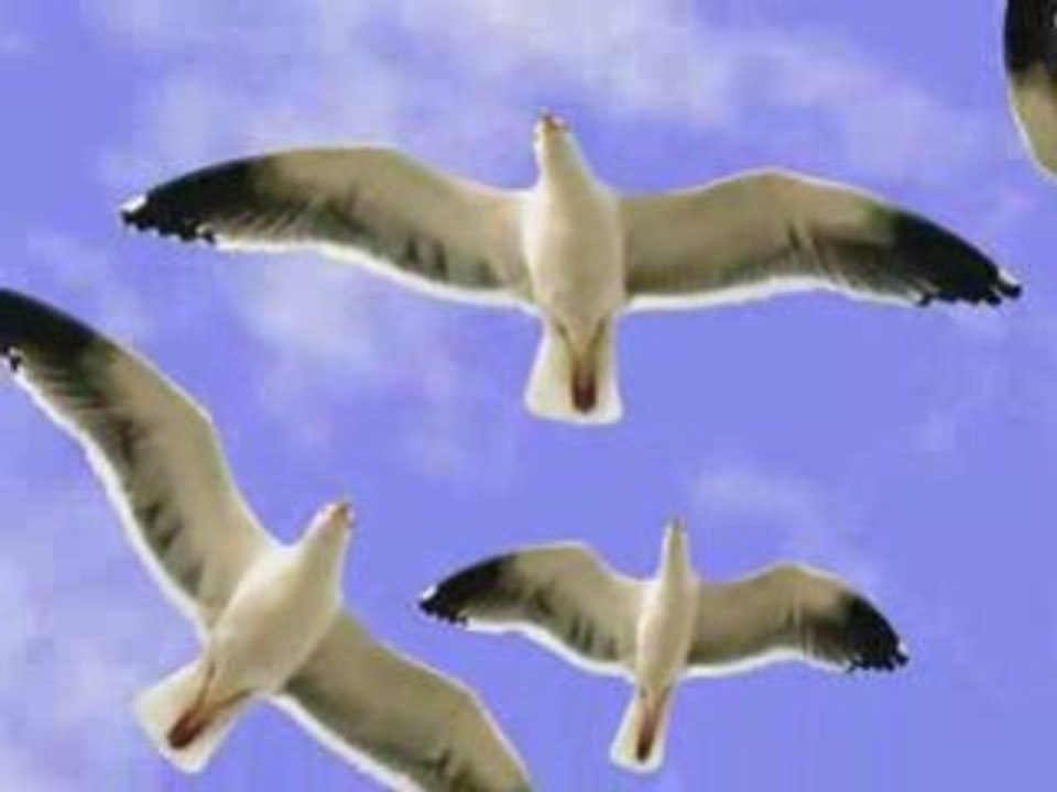 Artoonix_-_Bird_flock_(extract_from_longer_ongoing_project)