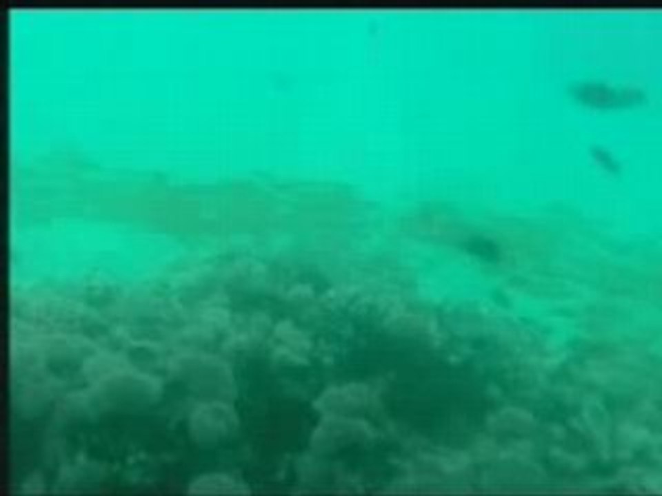 EGIPT EGYPT AEGYPTEN   CORALI  KORALLEN