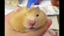 The Cutest Vet Procedure You'll Ever See! 🐹