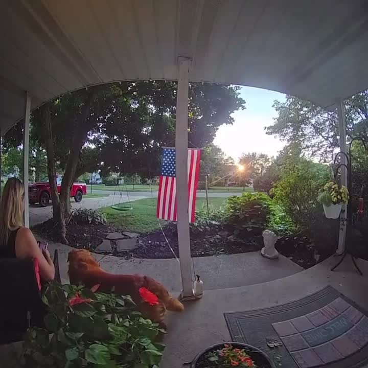 Golden Retriever Accidentally Breaks Porch Post