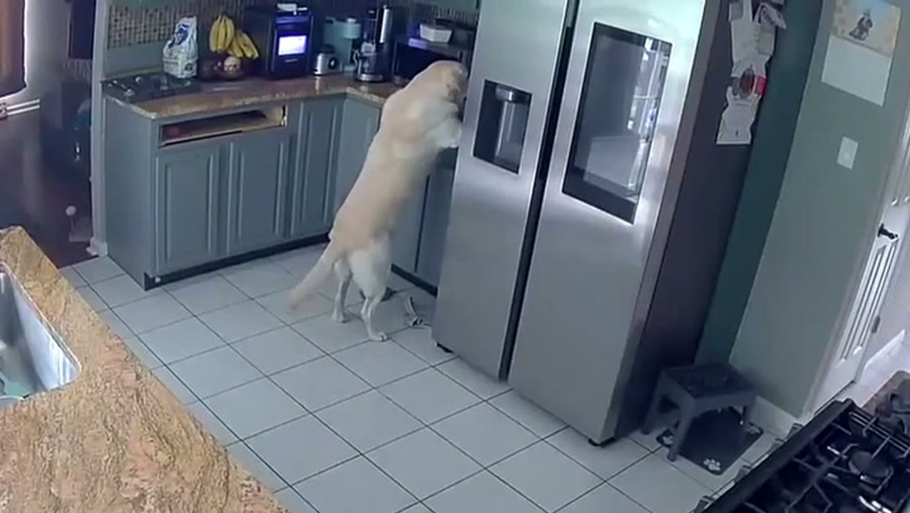 Curious dog sparks house blaze after turning on kitchen toaster, killing three other pets