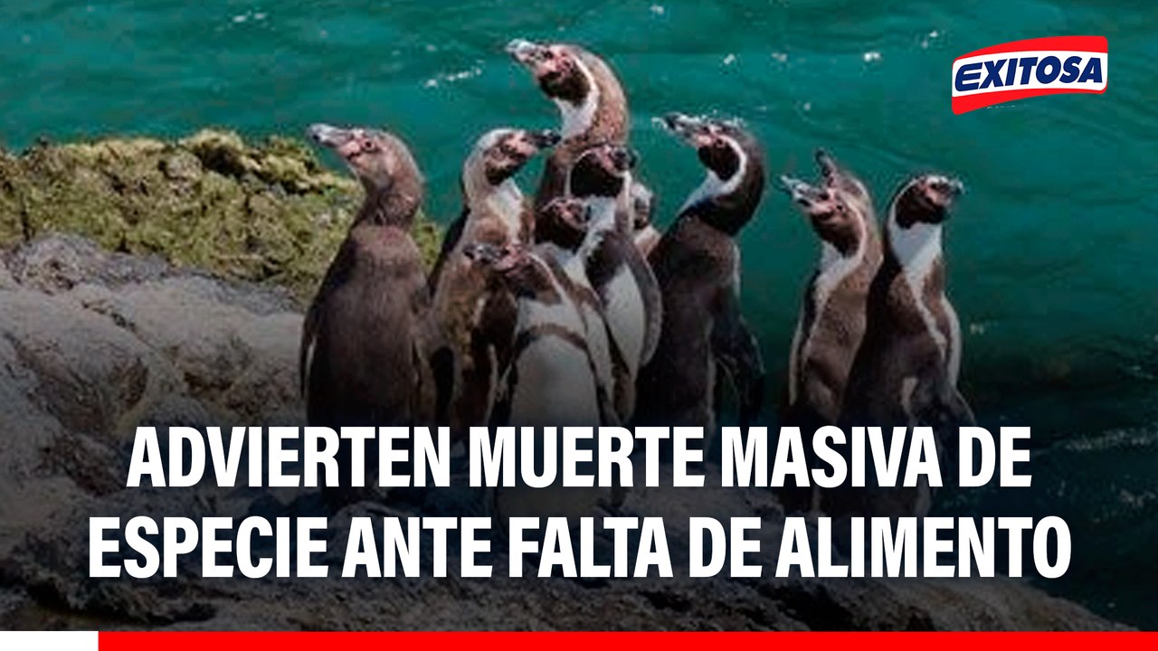 Pingüinos de Humboldt en riesgo: Advierten muerte masiva de especie ante falta de alimento