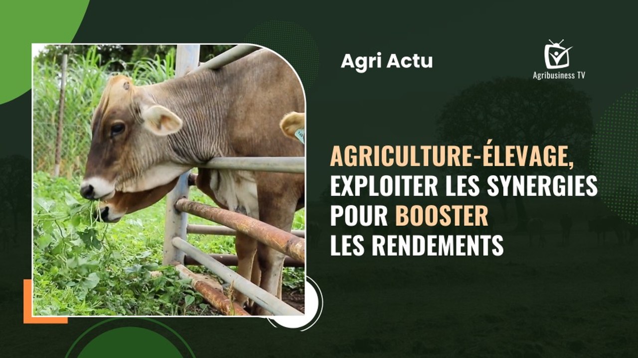 Agri Actu : Agriculture-élevage, exploiter les synergies pour booster les rendements