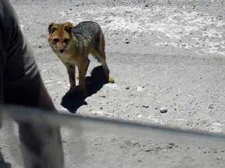 Bolivia -z Salar De Uyuni,Andean Fox, Zorro Andino 6423