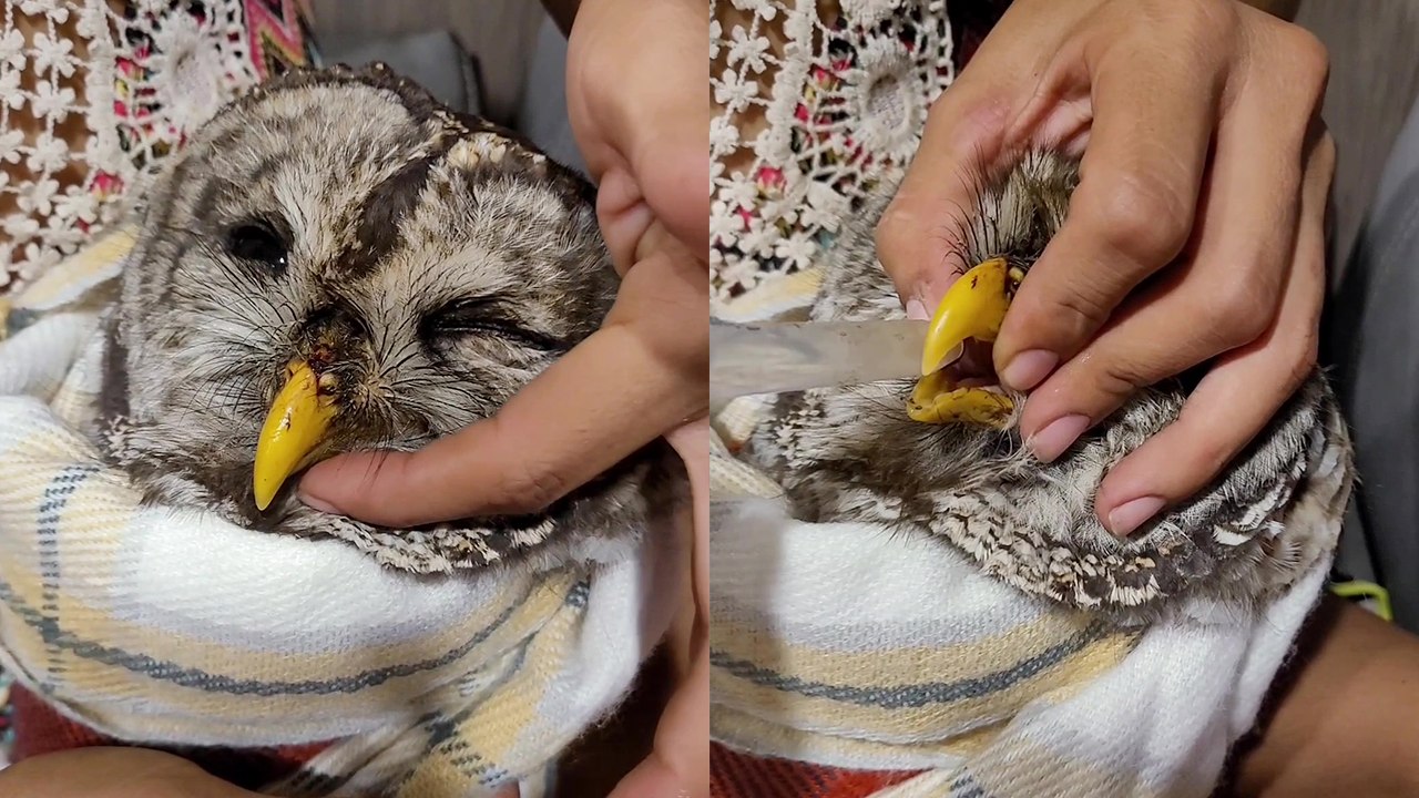 Heartwarming Rescue of Injured Owl in Bartow with Glucose Solution