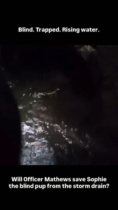 Blind, elderly dog rescued from storm drain