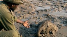 Her Family Could Only Watch… Until These Rangers Stepped In 🥹🐘