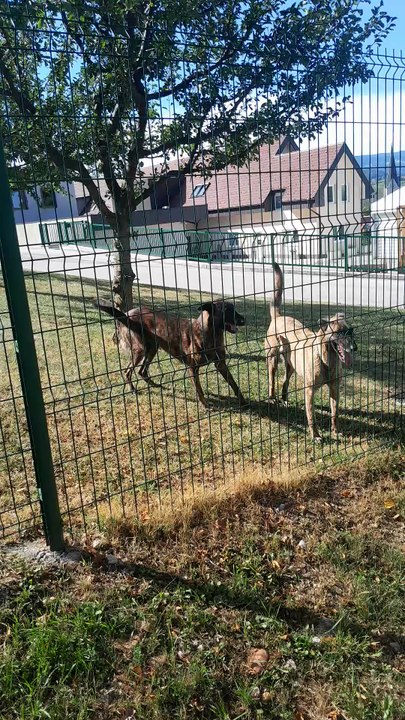 Belgian Malinois Dogs Having a Loud Argument! 🐾