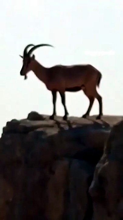 Este Íbex Saltou Como Se Não Fosse Nada