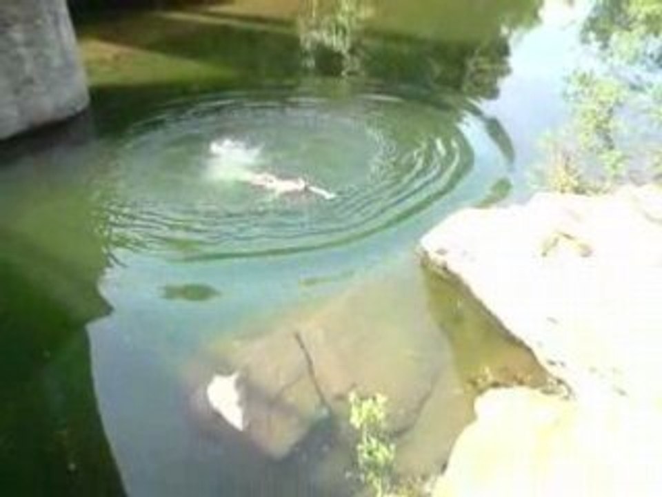 saut pont de casamozza