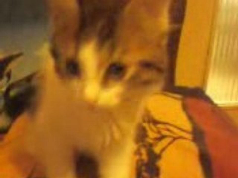 chatons