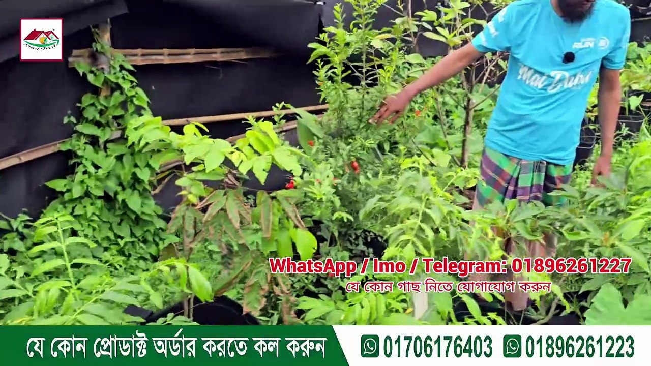 সব ধরনের জিও ব্যাগ সেটআপসহ রেডি গাছ পেয়ে যাবেন এখন সিরাজ টেকে | বিস্তারিত জানুন