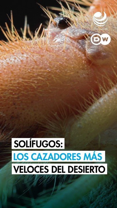 Solífugos: arácnidos feroces con mandíbulas gigantes