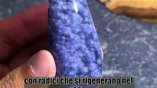 L'allbero più vecchio del mondo!