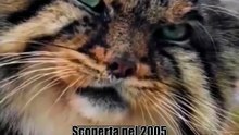 Com'era il primo sito web