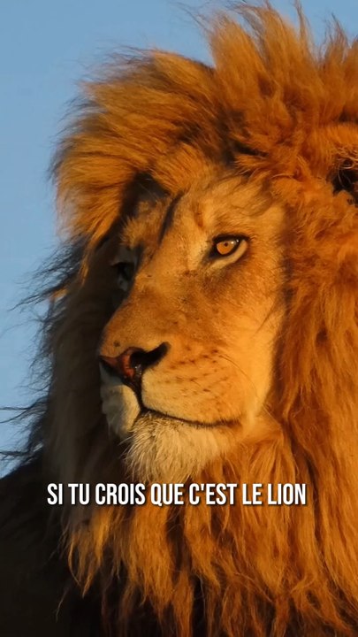 Le roi de la savane n’est pas celui qui ramène le dîner 😳🦁