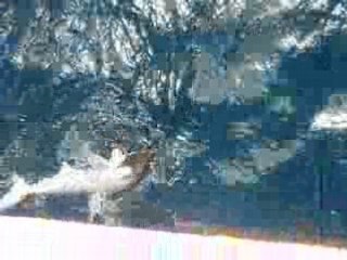 requin, marteau, nouvelle, caledonie, lagon