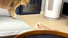 Cat Showdown! 😹 The Funniest Face-Off Between Two Cats