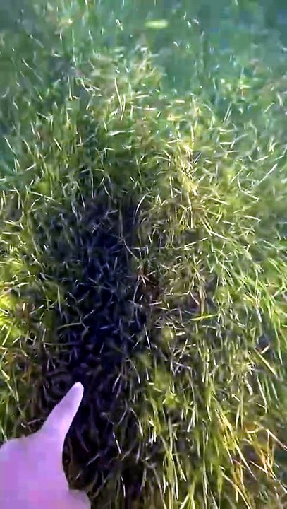 Have you seen a scallop swim before?