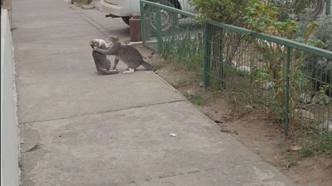 Heroic Bystander Intervenes in Cat Fight Before Escalation