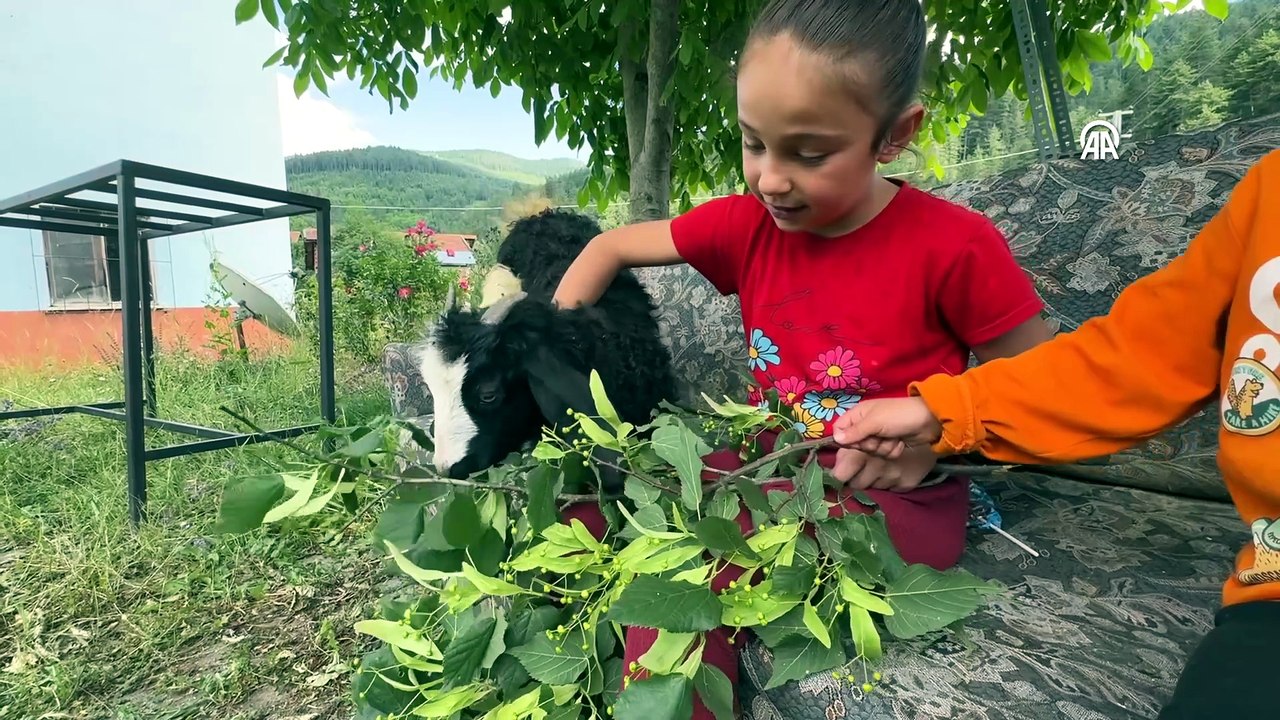Engelli keçi yavrusu "Alagız"ı elleriyle besliyorlar