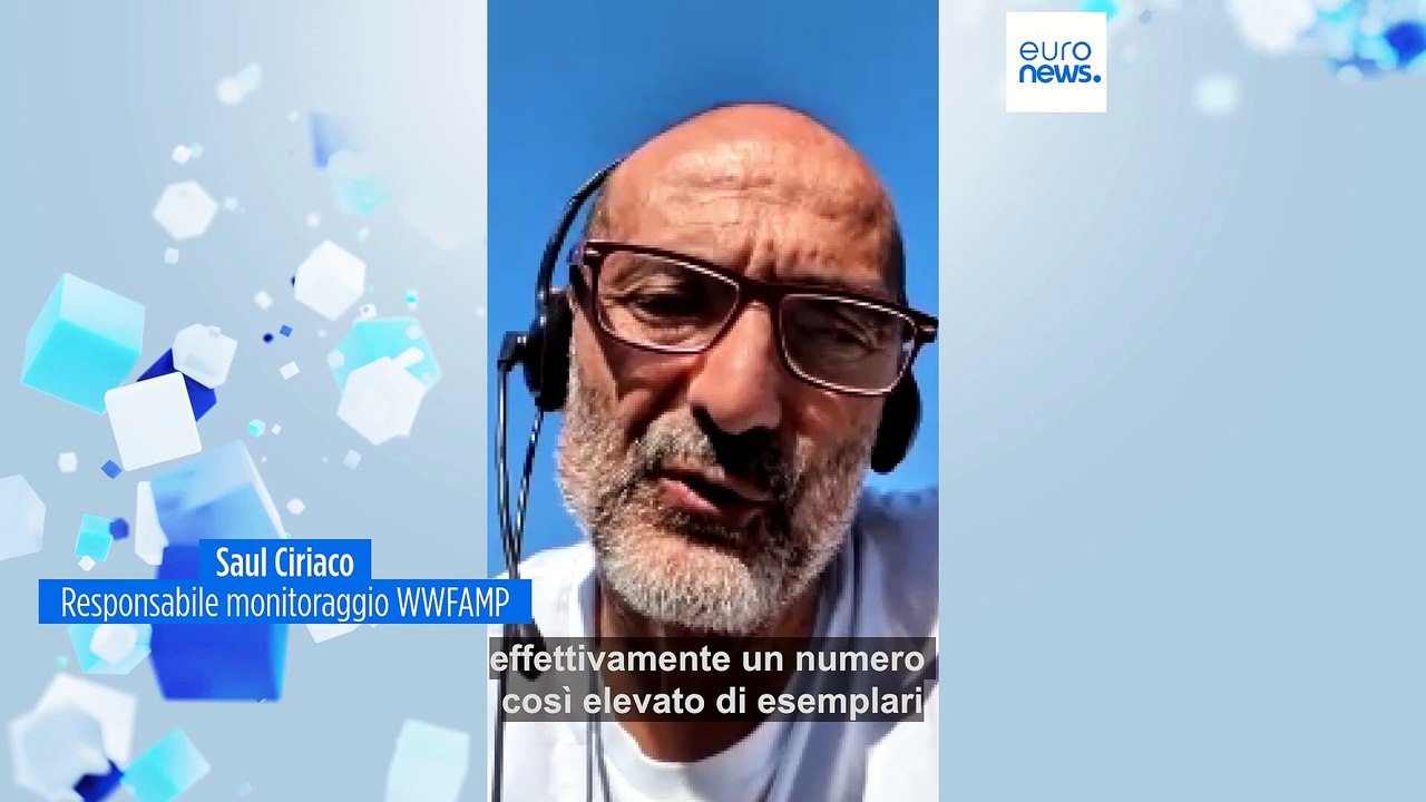 Trieste, avvistamenti di vaccarelle: caso unico nel Mediterraneo, ma minacciano allevamenti di cozze