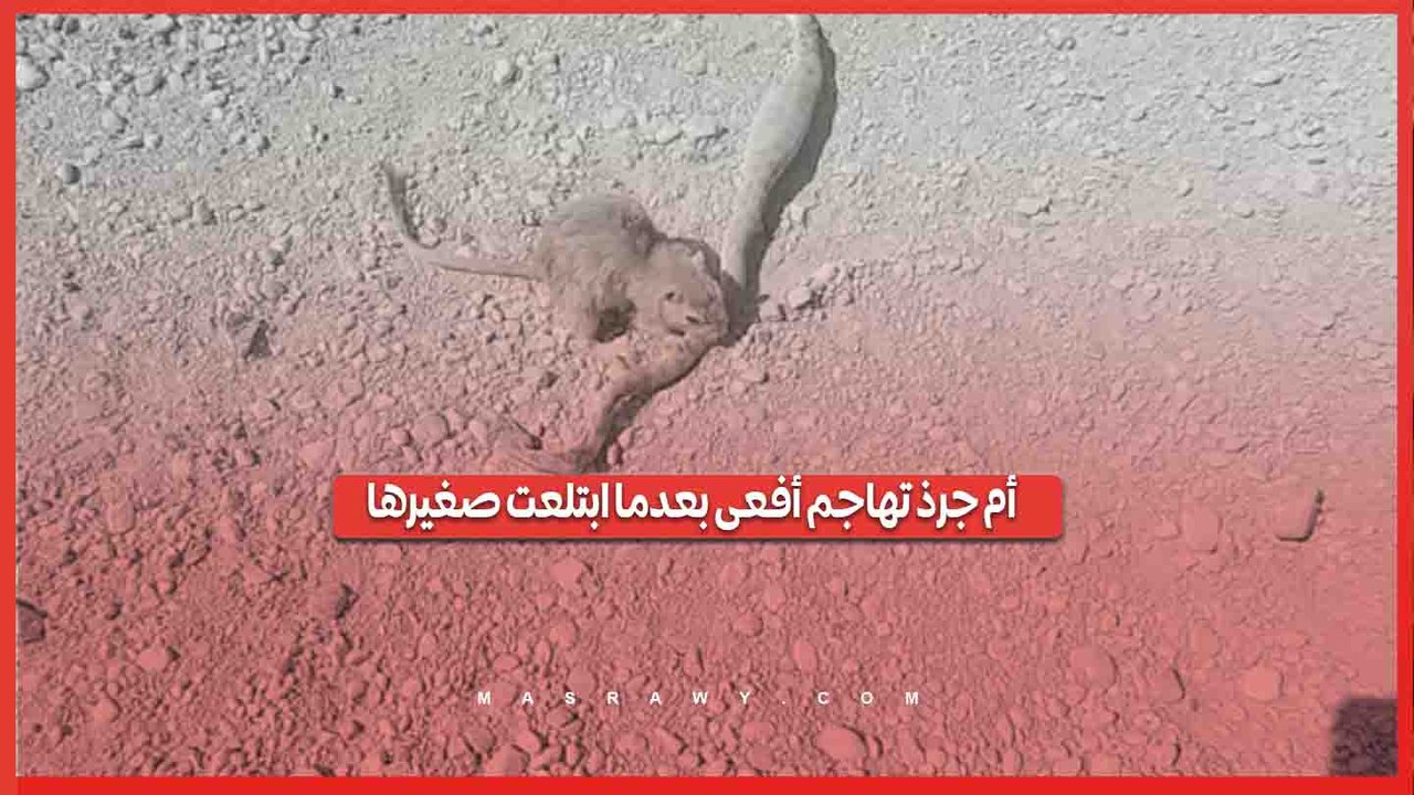 أم جرذ تهاجم أفعى بعدما ابتلعت صغيرها