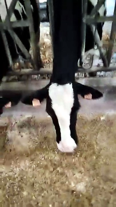 Voici nos vaches