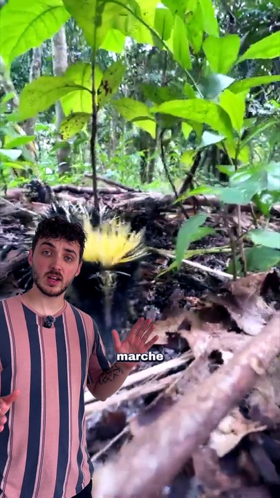 Le plus chelou des porcs-épics... #piquant #pokemon #tenrec #animaux #nature