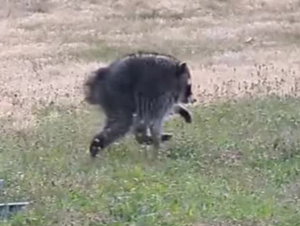 Waschbär mit seltener Mutation erobert Tausende Herzen