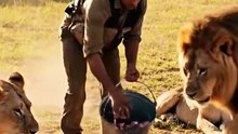 lions eating