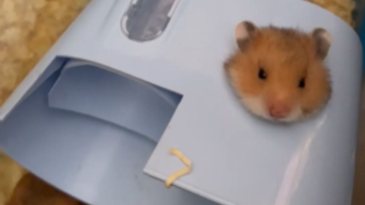 Hamster Struggles In A Feeder Before Pulling Out