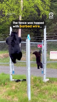 No fence could keep these cubs from their mama 🥹🐻#MamaBear #BearCubs #Wildlife #Nature #AnimalLove #Heartwarming #CuteAnimals #AmazingAnimals #Bear #WildlifeMoments #AnimalRescue #NatureLovers #ViralVideo #Trending #FYP #Shorts #Animals #Cute #WeLoveAni