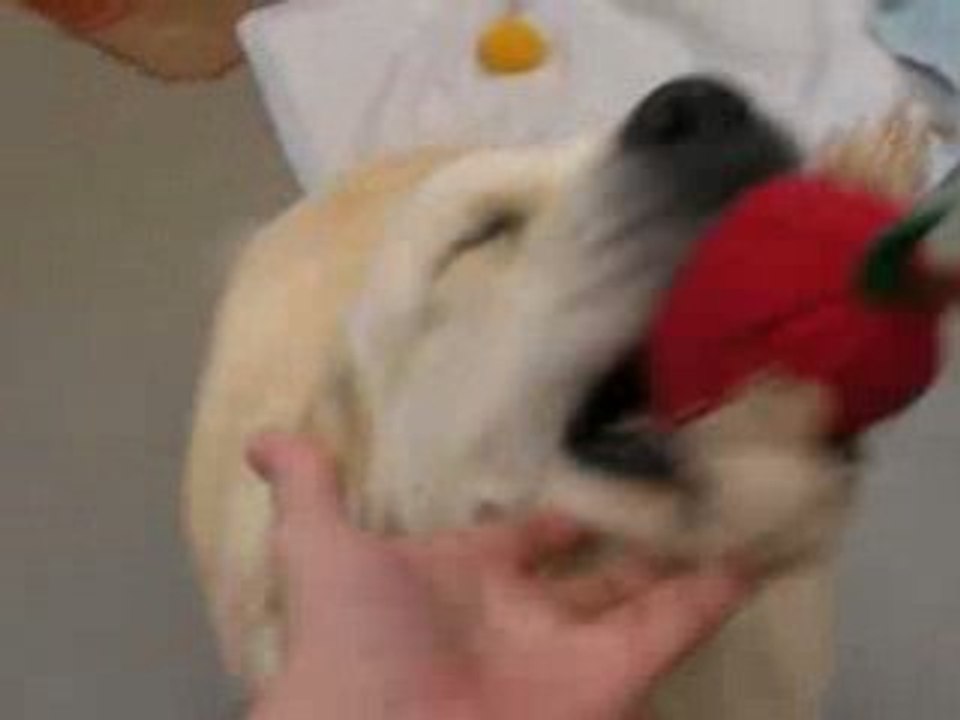 Chips, Good Boy !