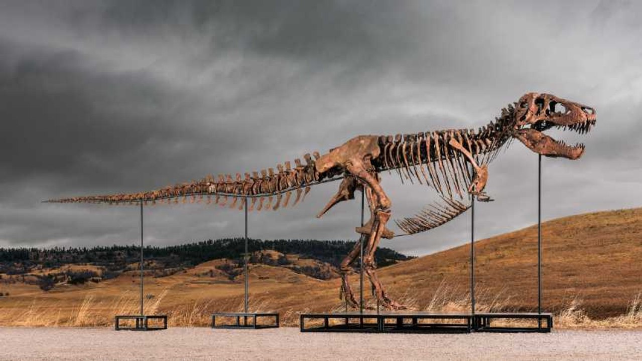 Gus, o T. rex de US$ 50 milhões: a pré-história tem dono?