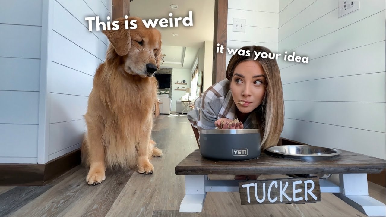 If My Dog and I Switched Bodies...