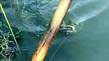 Mystery catch of the day