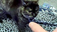 Little cat - big character 😼