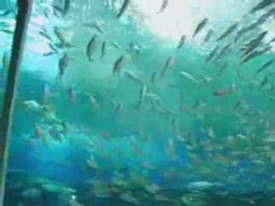 Manila Ocean Park 2