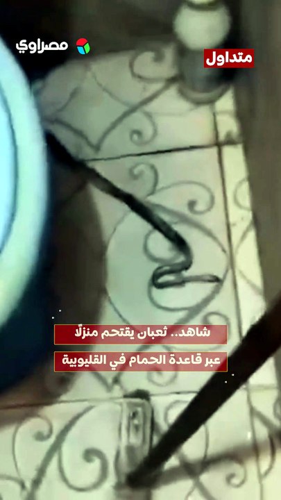 شاهد.. ثعبان يقتحم منزلًا عبر قاعدة الحمام في القليوبية