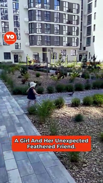 Young Girl Forms Unlikely Friendship with Playful Pigeon