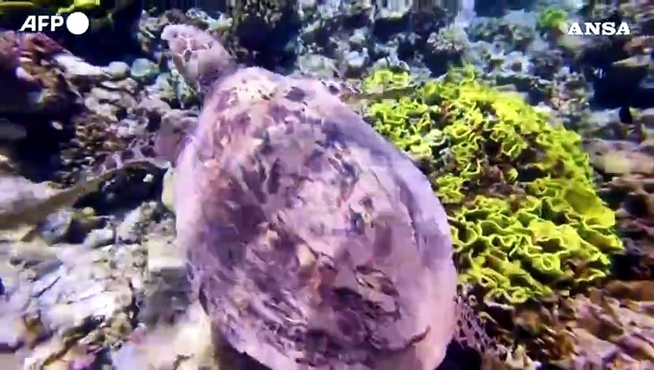Giordania, i coralli di Aqaba candidati a Patrimonio Unesco