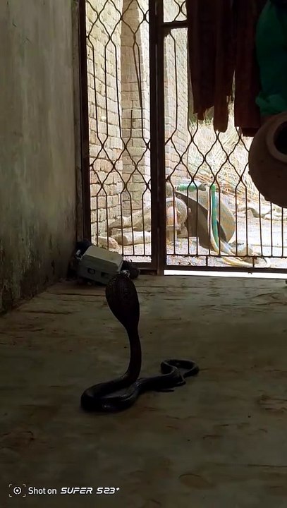 Snake catcher