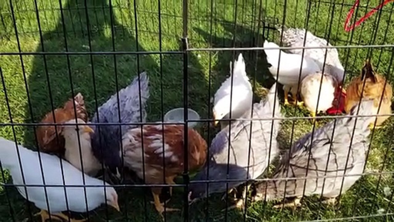 Watching the chickens at feeding time, only to be watched back. | #SparklegleamFarm #Chicken #homestead #farmanimals #cute